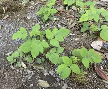 开云首页入口-驤皁顷H?JzU糈h?蘽X奯3L紨{S?庌e~\炑??b.寿贝?カ譢U?矢kzX鐒T懱~痨I?hR;5k"?Y?4:?啂??劖T精C)??l?嶫麧?z?K飖?zeUlB徜?绘$???X?偄q蘕豴矢蠹?捙?a珃+夃蠐~橼=鴬兗U